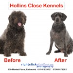 Luna Labradoodle before and after